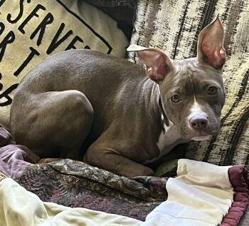 Hazel -  Pit Bull Terrier Dog for Adoption in Mendham, New Jersey - Hazel | PetCurious