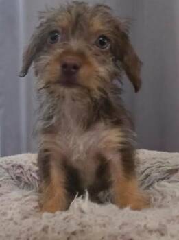 Dachshund and Miniature Poodle Dogs Available for Adoption - Copper | PetCurious