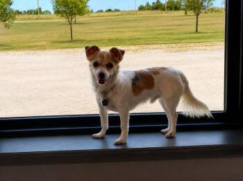 Buster chi -  Chihuahua and Yorkshire Terrier Dog for Adoption in Bartlesville, Oklahoma - Buster Chi | PetCurious