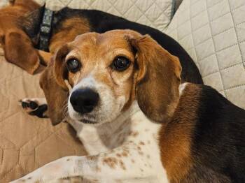 Collette (Coco)  - Fostered in Omaha -  Beagle Dog for Adoption in Overland Park, Kansas - Collette (Coco)  - Fostered In Omaha | PetCurious