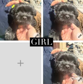 Shih Tzu and Chiweenie Dogs Available for Adoption in New Braunfels, Texas - Girl Shih Zu/chiweenie Puppy | PetCurious