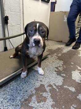 Peanut -  Pit Bull Terrier Dog for Adoption in Mobile, Alabama - Peanut | PetCurious