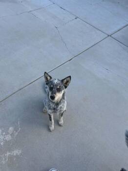 Sid -  Mixed Breed Dog for Adoption in Severance, Colorado - Sid | PetCurious