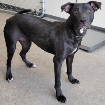 Mixed Breed Dogs Available for Adoption - Athena | PetCurious