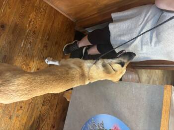 Nicki -  Anatolian Shepherd Dog for Adoption in Welling, Oklahoma - Nicki | PetCurious