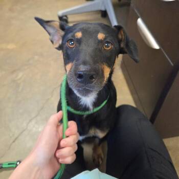 Pumpernickel -  Manchester Terrier Dog for Adoption in Enterprise, Alabama - Pumpernickel | PetCurious