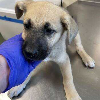 Shepherd and Mixed Breed Dogs Available for Adoption in Austin, Texas - Malala | PetCurious