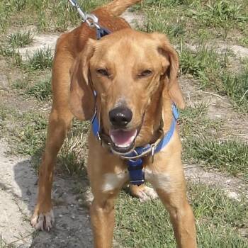 T-bone -  Hound Dog for Adoption in Gloucester, Virginia - T-bone | PetCurious