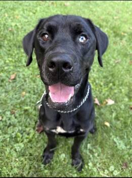 Scotty -  Labrador Retriever Dog for Adoption in Irwin, Pennsylvania - Scotty | PetCurious