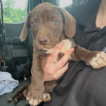 Mixed Breed Dogs Available for Adoption in Columbiana, Alabama - Sable | PetCurious