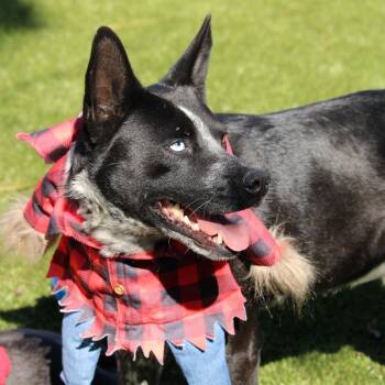 Buford -  Mixed Breed Dog for Adoption in Huntsville, Alabama - Buford | PetCurious