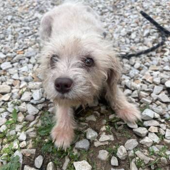 Mixed Breed Dogs Available for Adoption in Huntington, West Virginia - Suki Waterhouse | PetCurious
