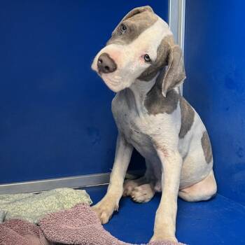 111303 -  Mixed Breed Dog for Adoption in Las Cruces, New Mexico - 111303 | PetCurious