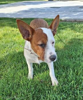Pointer and Boxer Dogs Available for Adoption in Missouri City, Texas - Hailly WA14304-T | PetCurious
