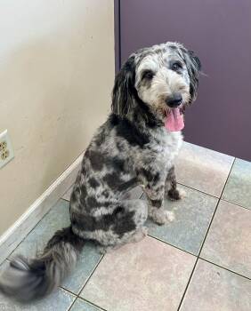 BEST DOODLE EVER -  Aussiedoodle and Goldendoodle Dog for Adoption in Northwood, Ohio - BEST DOODLE EVER | PetCurious