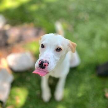 0685-D26 -  Mixed Breed Dog for Adoption in Port Charlotte, Florida - 0685-D26 | PetCurious