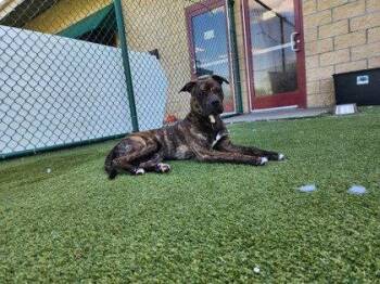 Benito *CL* -  Boxer Dog for Adoption in Kansas City, Missouri - Benito *CL* | PetCurious