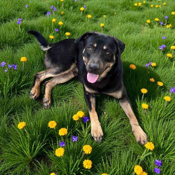 Rescue German Shepherd Dog and Black Labrador Retriever Dogs for Adoption in Biloxi, Mississippi - Chino | PetCurious