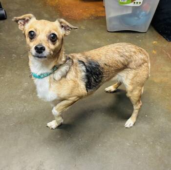 Chiquita -  Chihuahua Dog for Adoption in Council Bluffs, Iowa - Chiquita | PetCurious