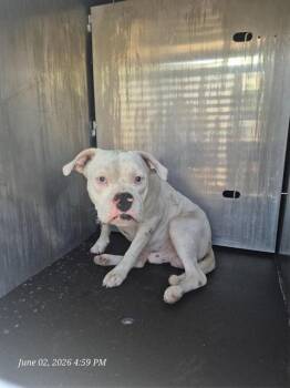 Boxer and American Staffordshire Terrier Dogs Available for Adoption in San Antonio, Texas - A810800 | PetCurious