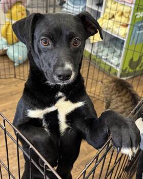 Terrier Dogs Available for Adoption - Vidia | PetCurious