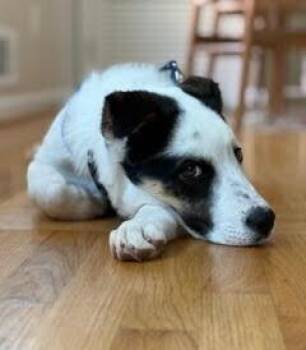 Labrador Retriever and Hound Dogs Available for Adoption in Washington, District Of Columbia - Pup Marshmallow (aka Birdie) | PetCurious