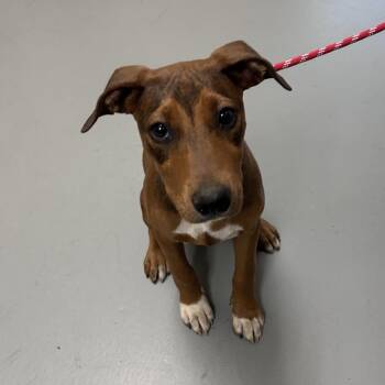 Navaya -  Mixed Breed Dog for Adoption in Asheville, North Carolina - Navaya | PetCurious