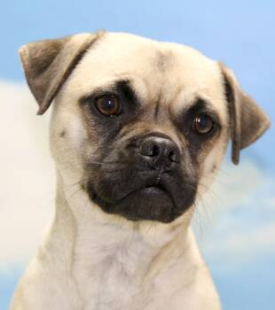 Rescue Pug Dogs for Adoption in Casa Grande, Arizona - Rose Mary | PetCurious