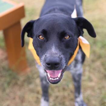 COOKIES -  Catahoula Leopard Dog Dog for Adoption in San Antonio, Texas - COOKIES | PetCurious