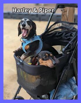 Rescue Dachshund Dogs for Adoption in Green Cove Springs, Florida - Harley And Piper | PetCurious