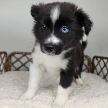 Dinky -  Border Collie Dog for Adoption in Fort Wayne, Indiana - Dinky | PetCurious