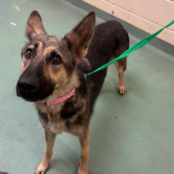 JOY -  Mixed Breed Dog for Adoption in Memphis, Tennessee - JOY | PetCurious