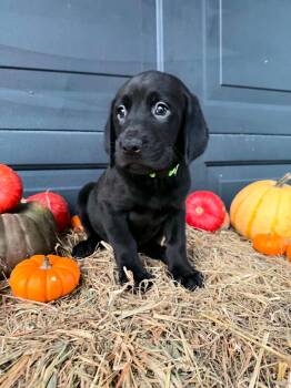 Finch -  Black And Tan Coonhound and Labrador Retriever Dog for Adoption in Dysart, Iowa - Finch | PetCurious
