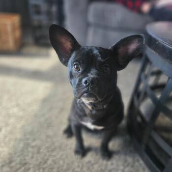 Pug and Boston Terrier Dogs Available for Adoption - Nugget | PetCurious