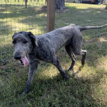 Dutch Theodore -  Standard Poodle and Shetland Sheepdog Sheltie Dog for Adoption in Houston, Texas - Dutch Theodore | PetCurious