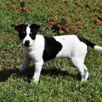Elvis -  Mixed Breed Dog for Adoption in Searcy, Arkansas - Elvis | PetCurious