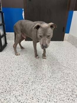Gandalf the Gray -  Mixed Breed Dog for Adoption in Atlanta, Georgia - Gandalf The Gray | PetCurious