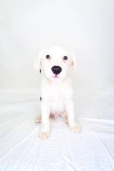 Logan -  Shepherd Dog for Adoption in Bixby, Oklahoma - Logan | PetCurious