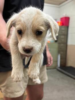 Wirehaired Terrier Dogs Available for Adoption in Swainsboro, Georgia - Diva | PetCurious