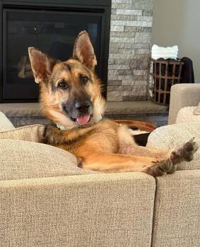 Draco IV -  German Shepherd Dog Dog for Adoption in Fredonia, Wisconsin - Draco IV | PetCurious