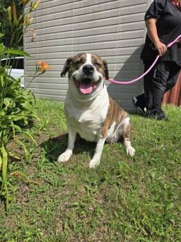 Pit Bull Terrier and Mixed Breed Dogs Available for Adoption - Abigail | PetCurious