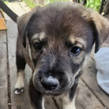 Vegemite -  Mixed Breed Dog for Adoption in Buffalo, Minnesota - Vegemite | PetCurious