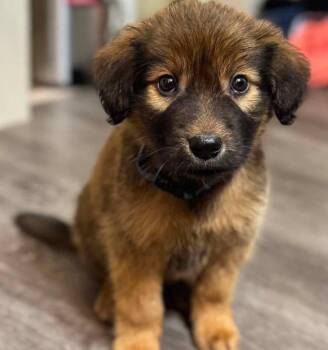 Labrador Retriever and Collie Dogs Available for Adoption in Grand Bay, Alabama - Major | PetCurious