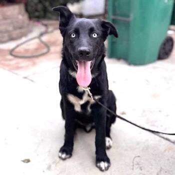 Denzo -  German Shepherd Dog Dog for Adoption in Oakland, California - Denzo | PetCurious