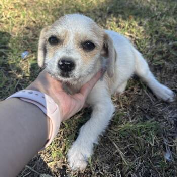 Rescue Terrier and Poodle Dogs for Adoption in Harlingen, Texas - Cream | PetCurious