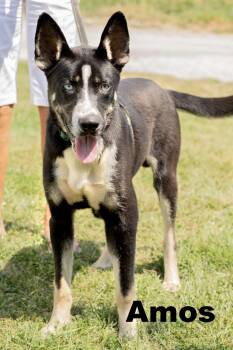 Amos -  Mixed Breed Dog for Adoption in Macomb, Illinois - Amos | PetCurious