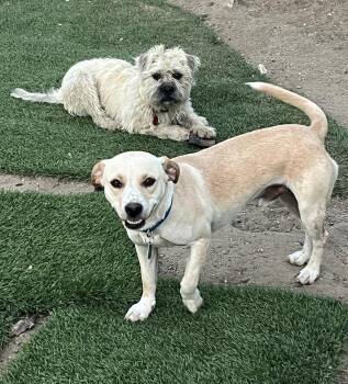 BUDDY- the best kisser and hugs -  Chihuahua and Beagle Dog for Adoption in Pomona, California - BUDDY- The Best Kisser And Hugs | PetCurious