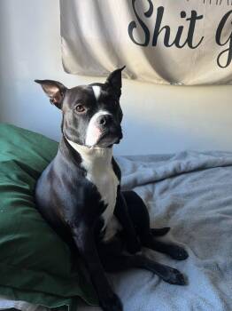 Terrier and American Bulldog Dogs Available for Adoption - Pepper | PetCurious