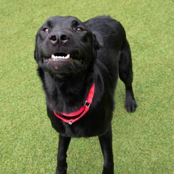 Reynolds -  Black Labrador Retriever and Mixed Breed Dog for Adoption in Parkersburg, West Virginia - Reynolds | PetCurious