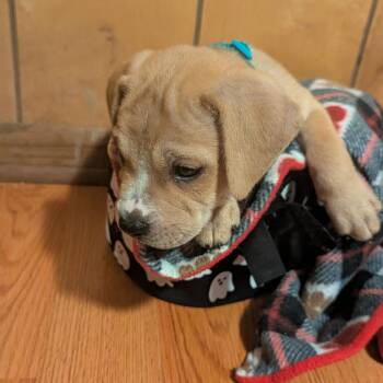 Sprite -  Mixed Breed Dog for Adoption in Buffalo, Minnesota - Sprite | PetCurious